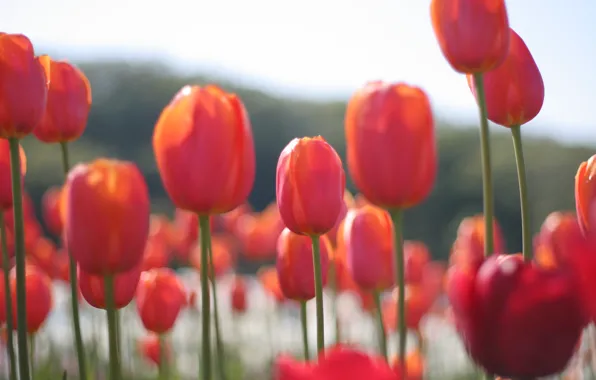 Picture field, flowers, petals, blur, Tulips, red