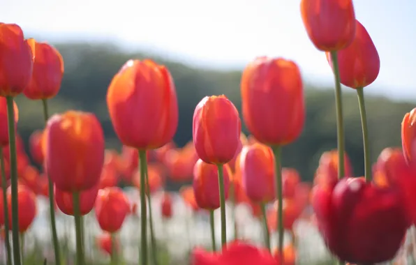Field, flowers, petals, blur, Tulips, red