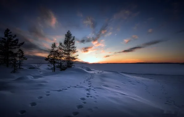 Winter, snow, trail, morning