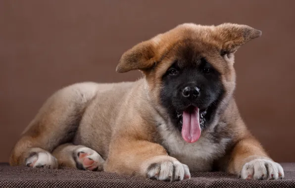 Picture language, puppy, ears, funny, Akita