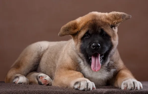 Language, puppy, ears, funny, Akita