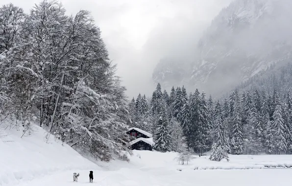 Winter, dogs, mountains, fog, house