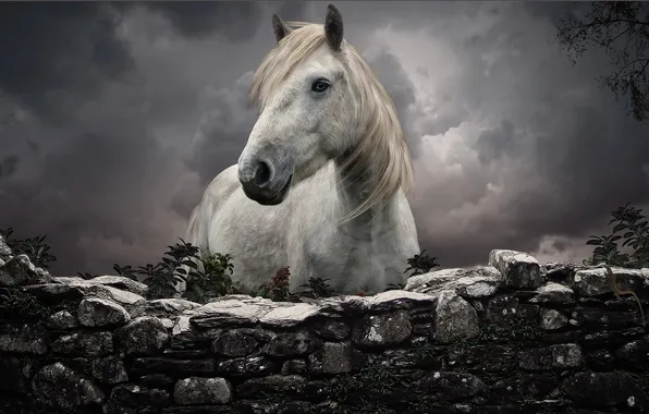 White, horse, the fence, stone