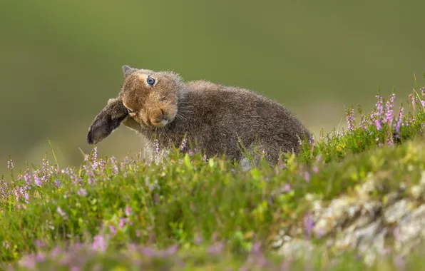 Picture summer, nature, Mountain Hare