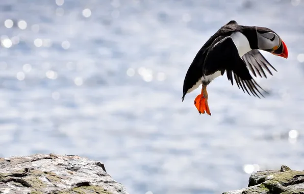 Nature, bird, Puffin