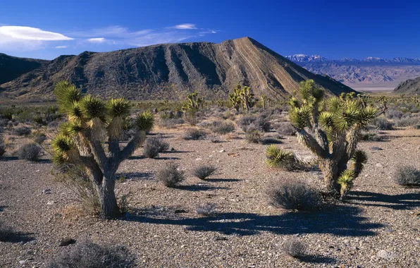The sky, hills, desert, cacti