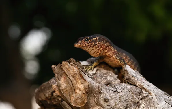 Look, the dark background, stump, lizard, brown, bokeh, Agama