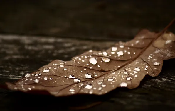 Autumn, drops, sheet, oak