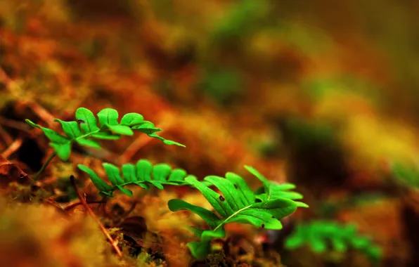 Leaves, macro, sprouts, earth, fern, shoots