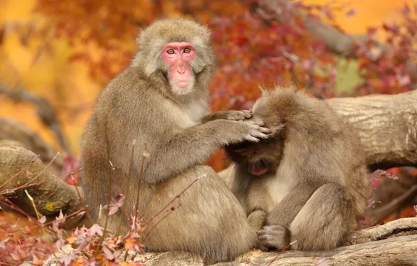 Macaques, pair, monkey