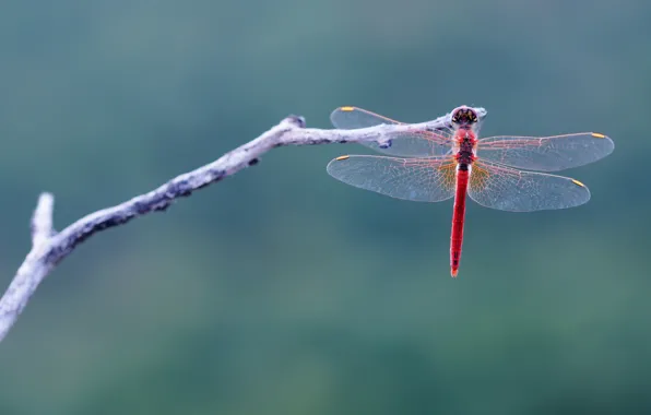 Picture macro, sprig, background, dragonfly, Wallpaper from lolita777