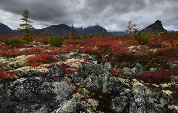 Autumn, the sky, leaves, mountains, stones, hills, ate, Christmas trees