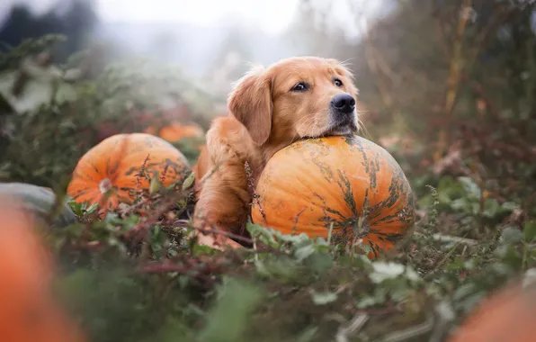 Picture sadness, field, autumn, look, face, leaves, nature, pose