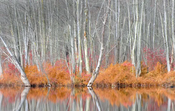 Picture autumn, trees, USA, the bushes, the state of new York, Beaver Lake