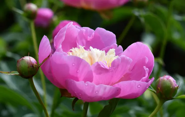 Macro, pink, peony