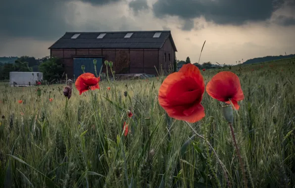 Field, flowers, house, Maki, the barn, structure, farm