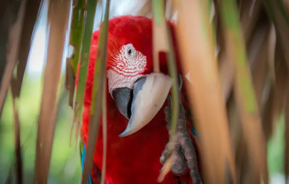 Picture look, leaves, red, Palma, feathers, beak, parrot, colorful