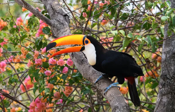 Flowers, branches, tree, bird, bright, Toucan, bougainvillea