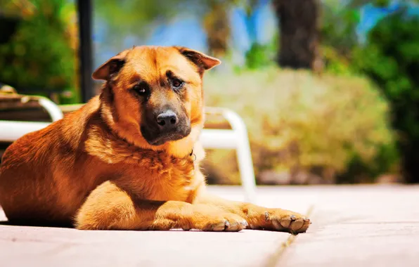 Picture each, dog, the guardian