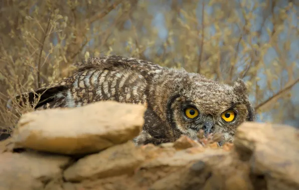 Look, branches, nature, stones, owl, bird, lies, owl