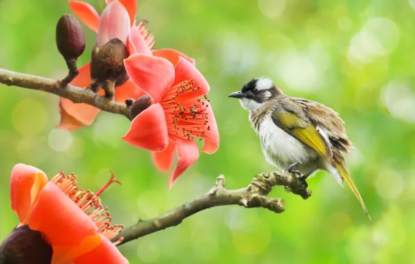 Flowers, branches, nature, tropics, bird, bokeh, Bulbul, cotton tree