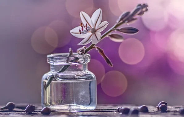 Picture white, glass, water, flowers, sprig, background, Board, seeds
