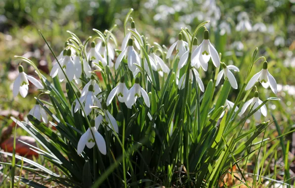 Greens, light, flowers, glade, spring, snowdrops, white, bokeh
