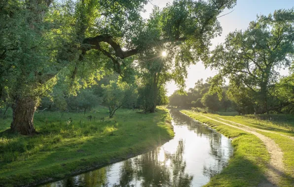 Greens, river, spring