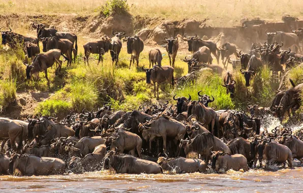 River, Africa, crossing, the herd, Tanzania, wildebeest