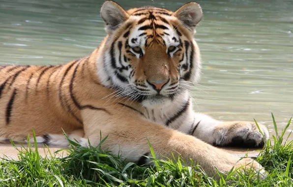 Picture cat, grass, water, the Amur tiger