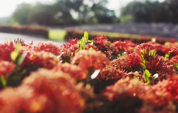 The sun, flowers, orange, petals