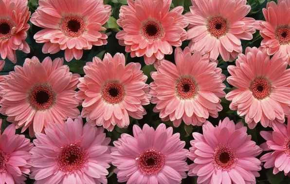 Flowers, gentle, pink, Gerbera