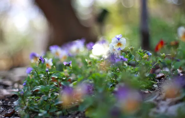 Flowers, Rosa, glare, Pansy, flowerbed