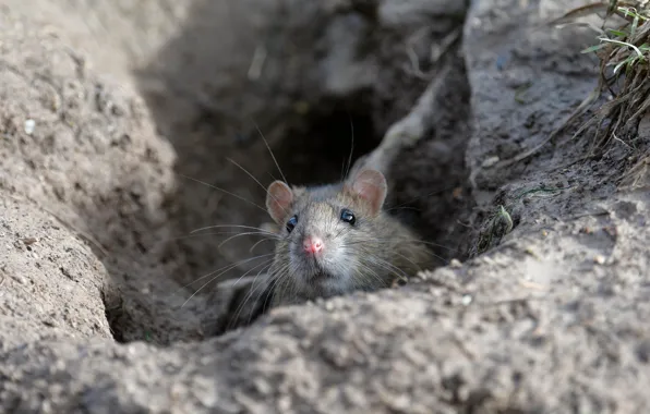 Picture England, England, Animal, Animal, Rat, Wildlife, Wildlife, Face