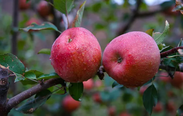 Picture leaves, drops, branches, red, apples, fruit