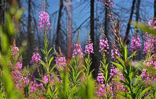 Picture forest, trees, flowers, glade, plant