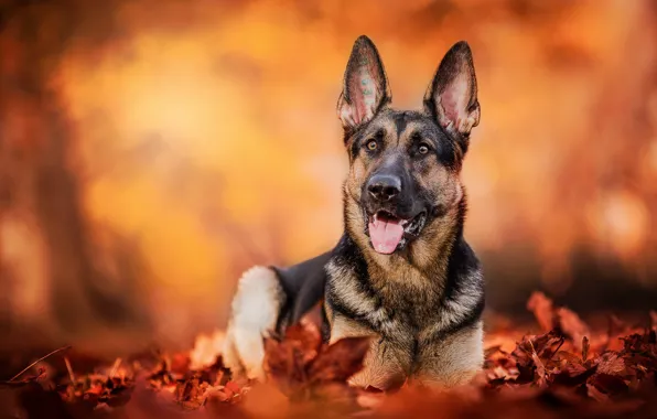 Autumn, leaves, dog