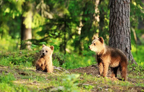 Picture forest, light, two, baby, bear, pair, bear, brown
