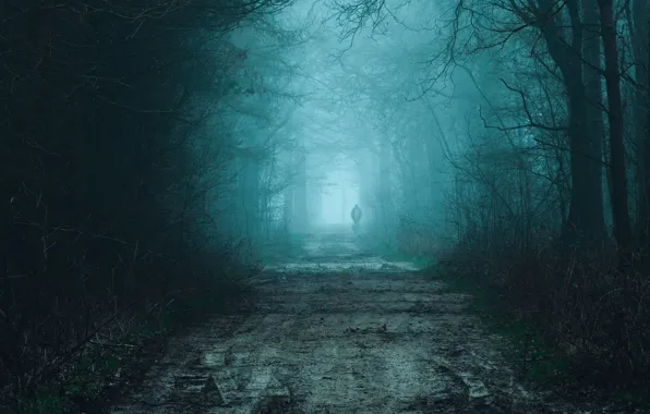 Road, forest, trees, nature, fog, people, dog