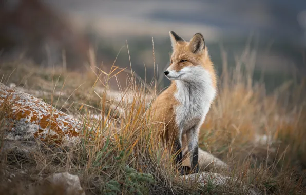 Picture autumn, grass, nature, stones, animal, Fox, Fox