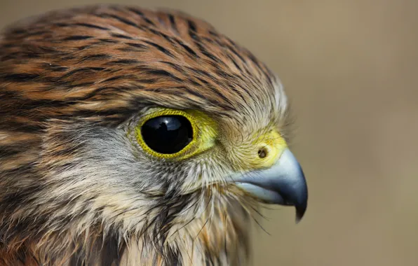 Look, bird, profile, Kestrel