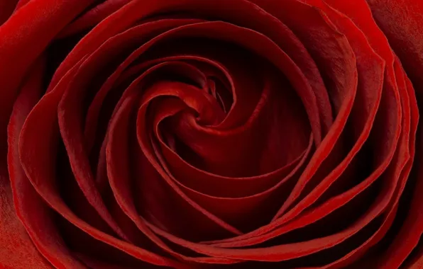 Macro, rose, petals, red