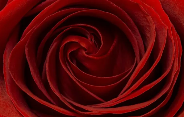 Macro, red, roses, petals