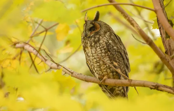 Picture autumn, look, trees, branches, nature, pose, owl, bird