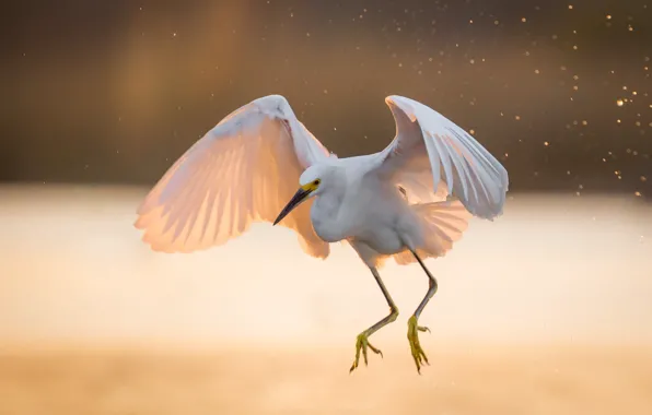 Picture light, wings, white, Heron