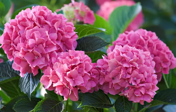 Picture flowers, pink, hydrangea