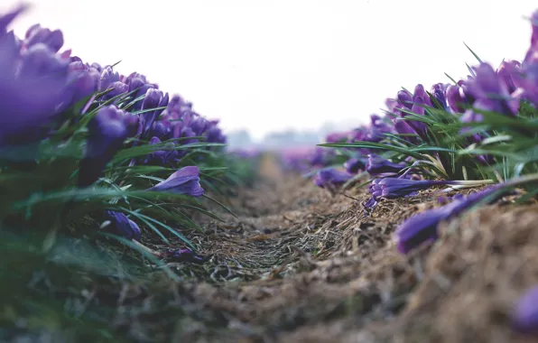 Field, flowers, spring, purple, crocuses, buds, lilac, bokeh