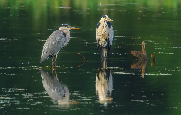 Water, birds, two, grey, pond, driftwood, herons