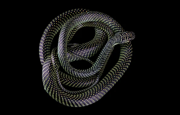 Snake, black, grey, black background
