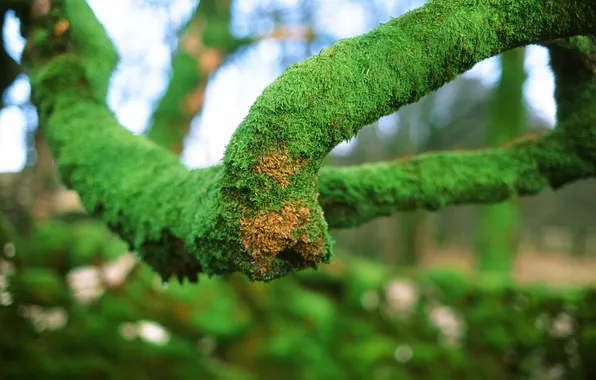 Picture greens, tree, moss, branch, curve